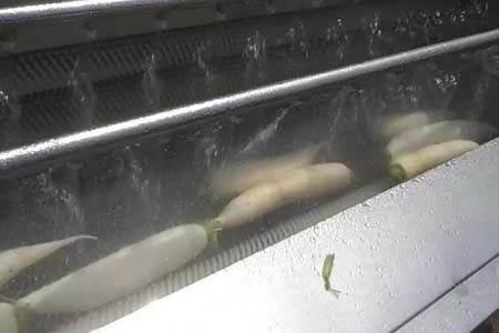 白萝卜清洗机