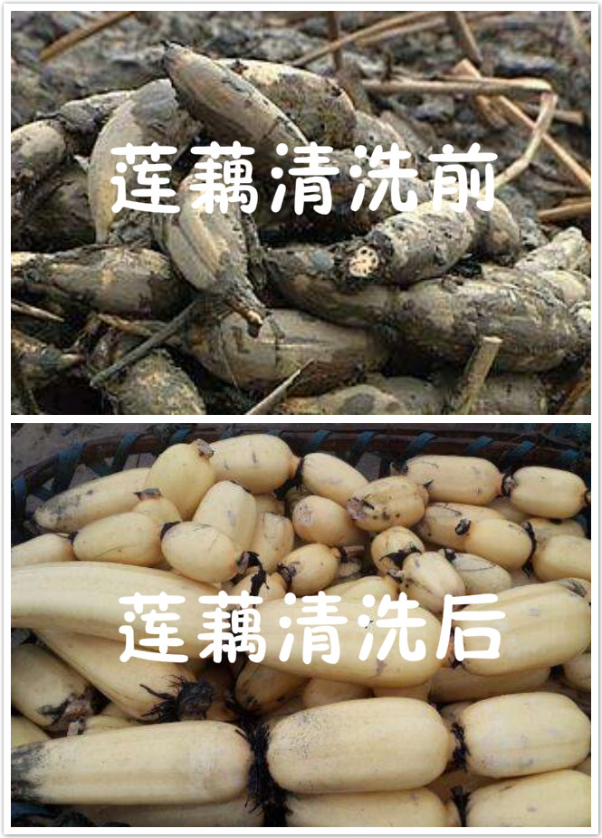 莲藕清洗机